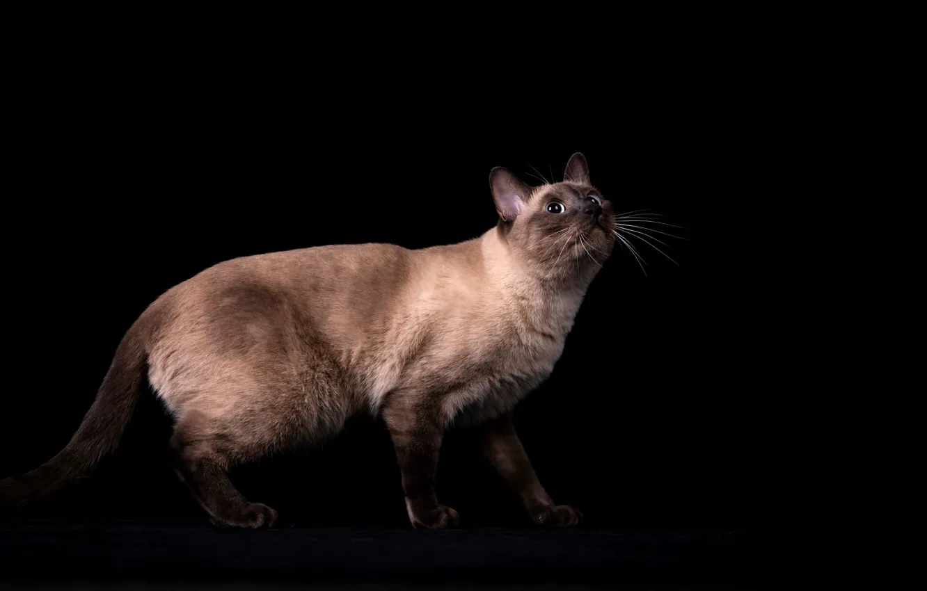 Photo wallpaper cat, cat, look, pose, black background, face, Siamese, looking up