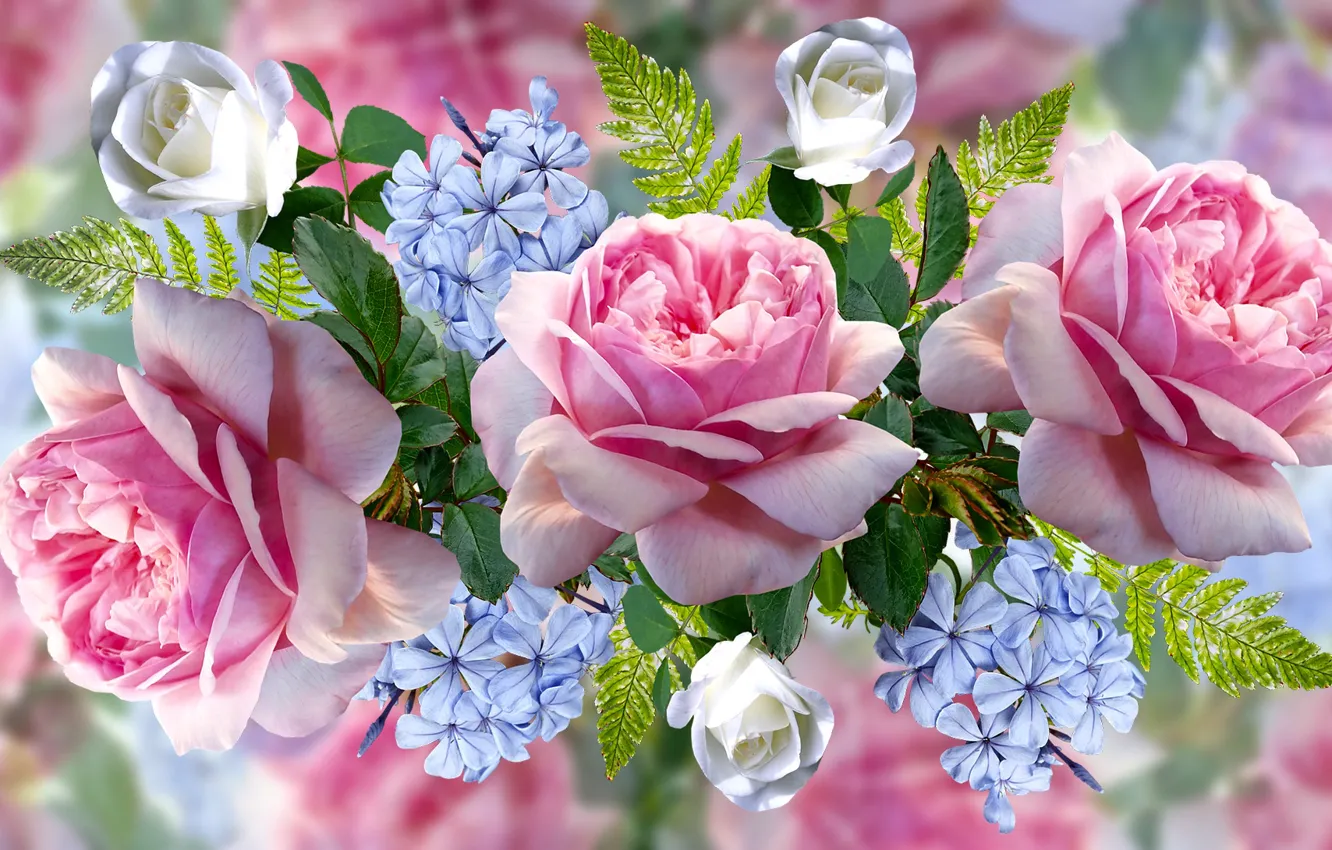 Photo wallpaper graphics, flowers, roses