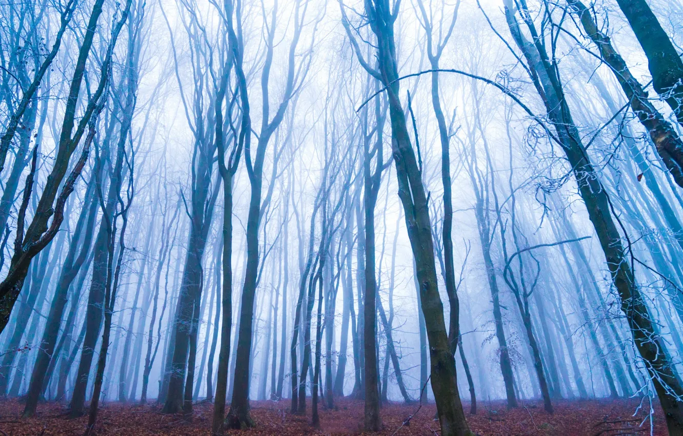 Photo wallpaper autumn, forest, fog