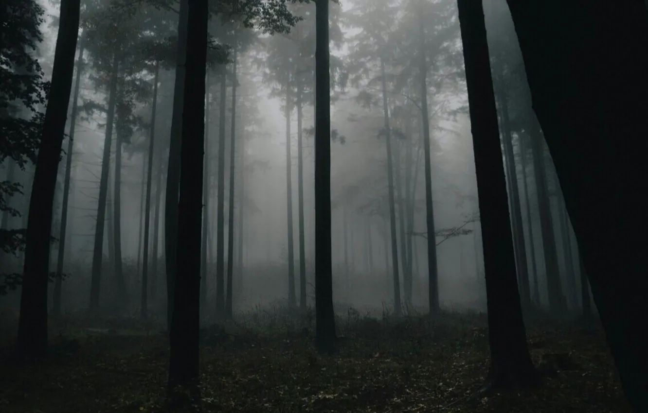 Photo wallpaper forest, trees, nature, fog