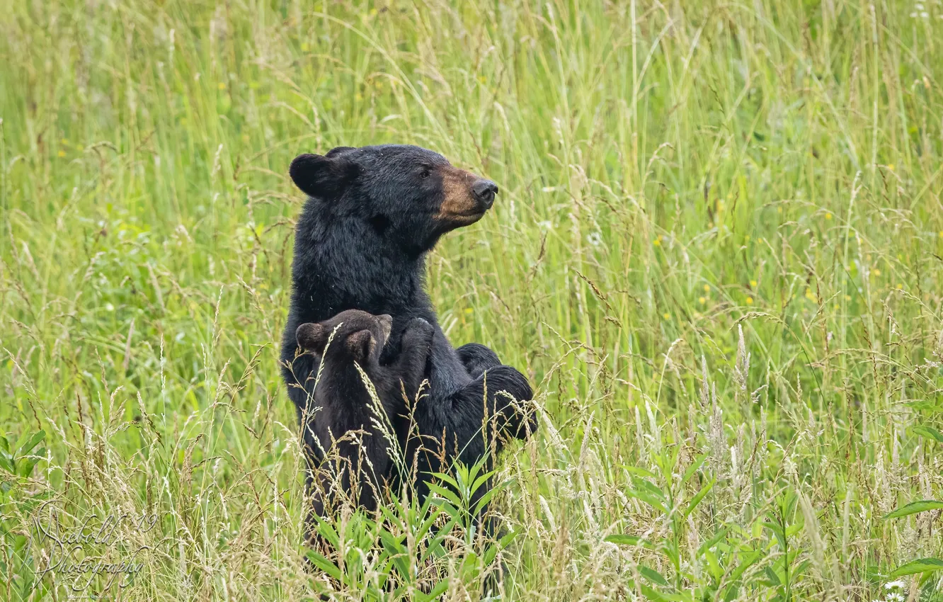 Photo wallpaper grass, bear, meadow, bear, bear