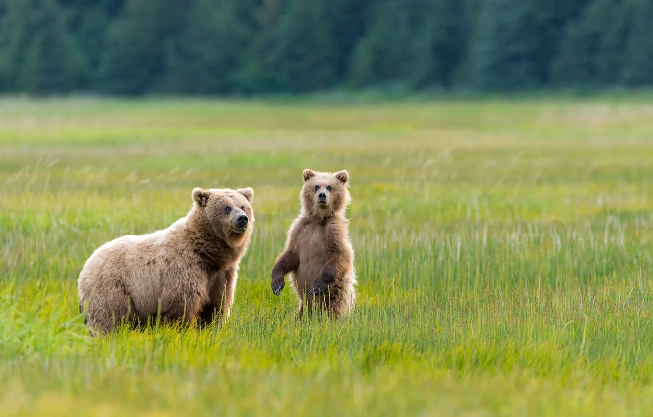 Photo wallpaper greens, grass, nature, Alaska, meadow, Bears, bear, two
