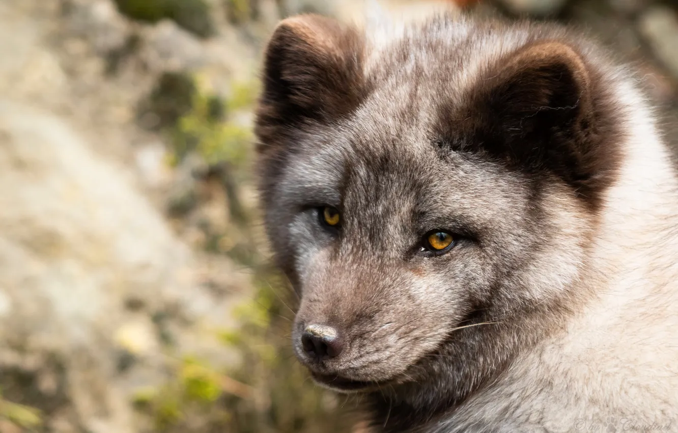 Photo wallpaper look, face, nature, stones, grey, portrait, Fox, bokeh