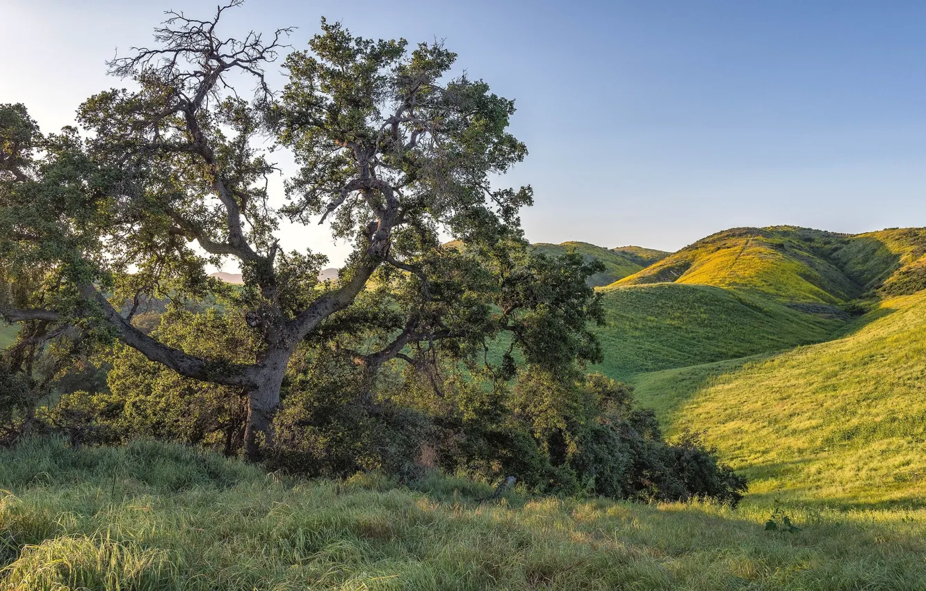 Photo wallpaper the sky, trees, hills