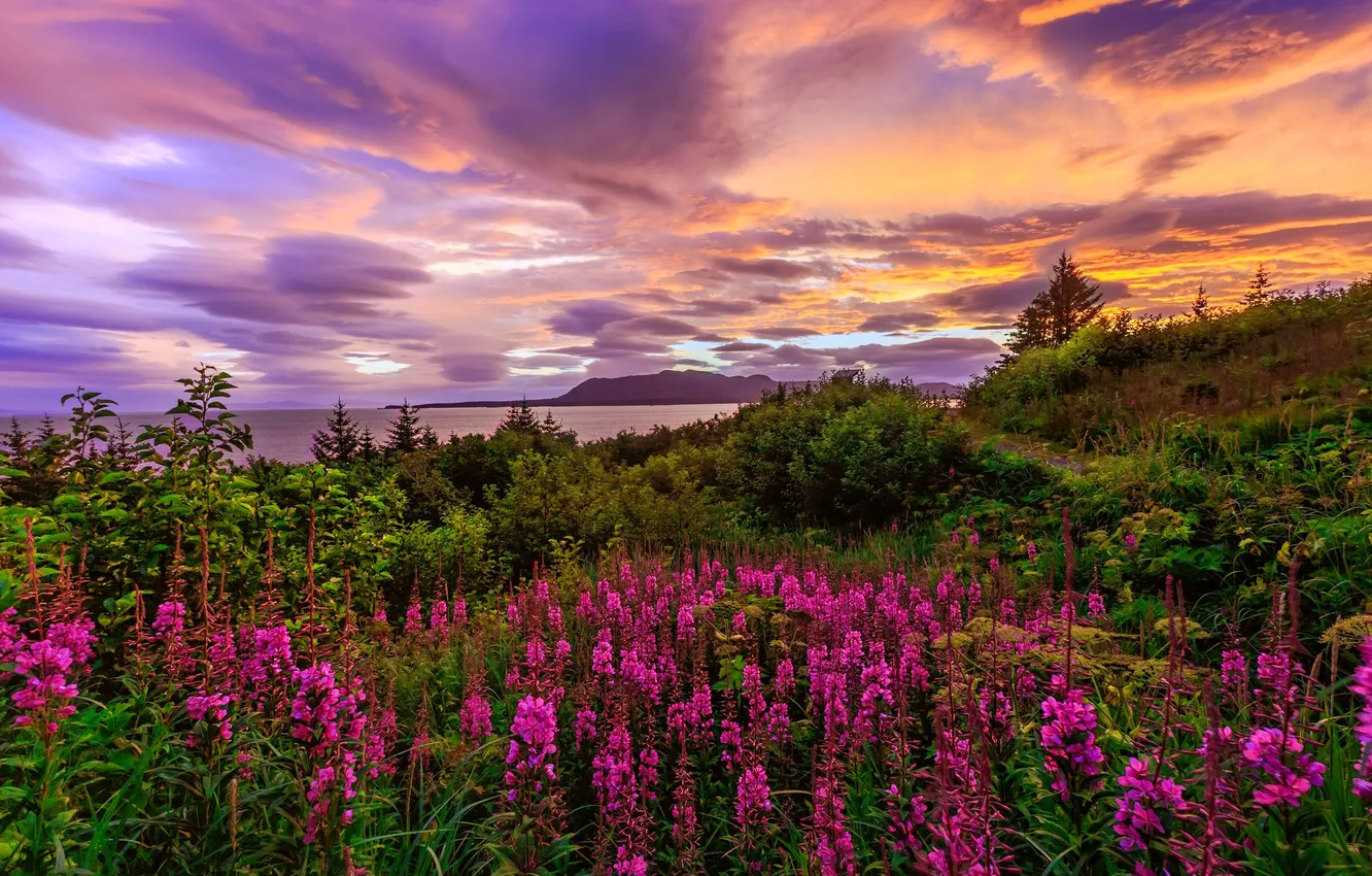 Photo wallpaper field, summer, the sky, clouds, sunset, flowers, shore, meadow