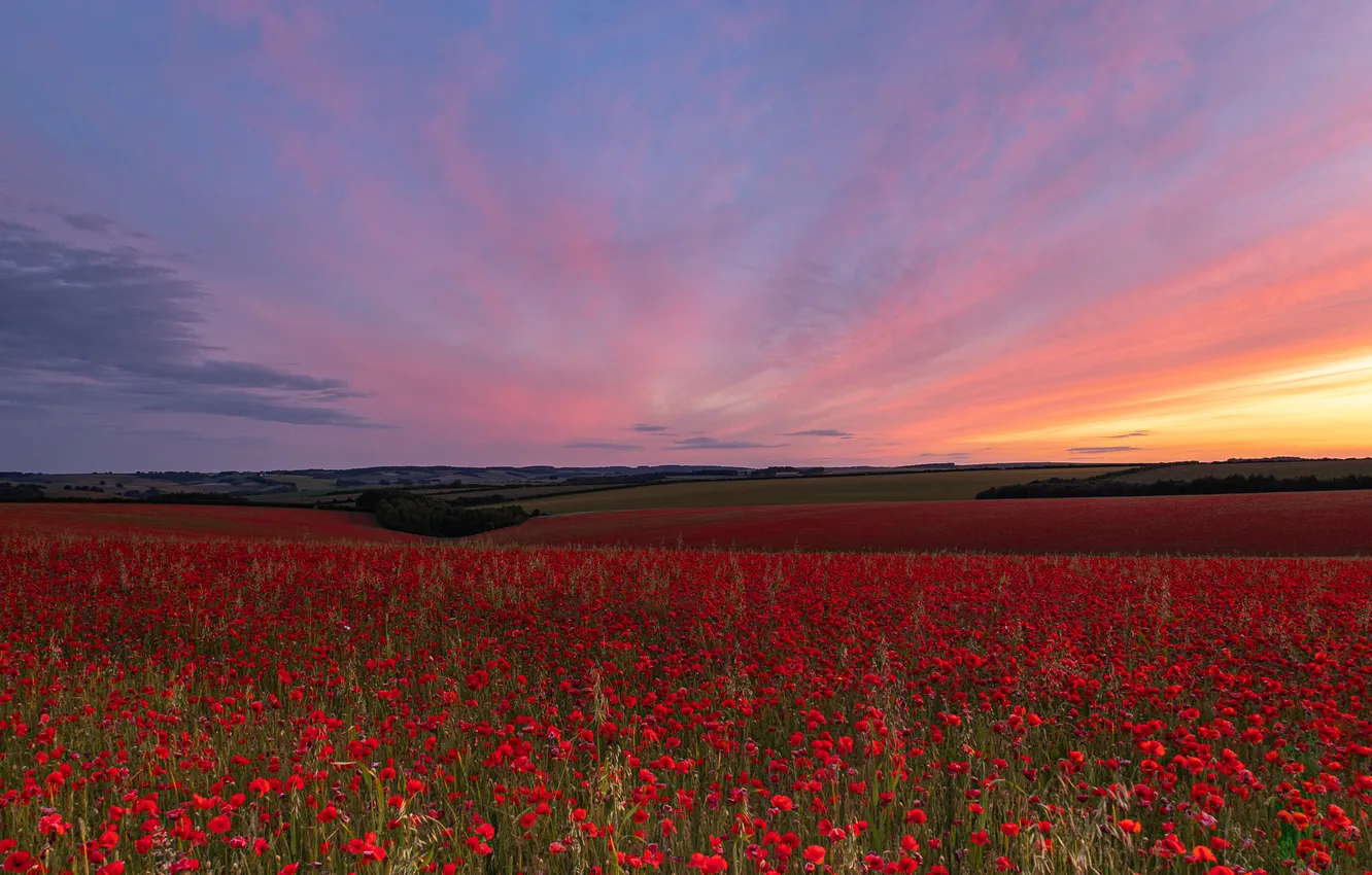 Photo wallpaper field, summer, the sky, clouds, landscape, sunset, flowers, red