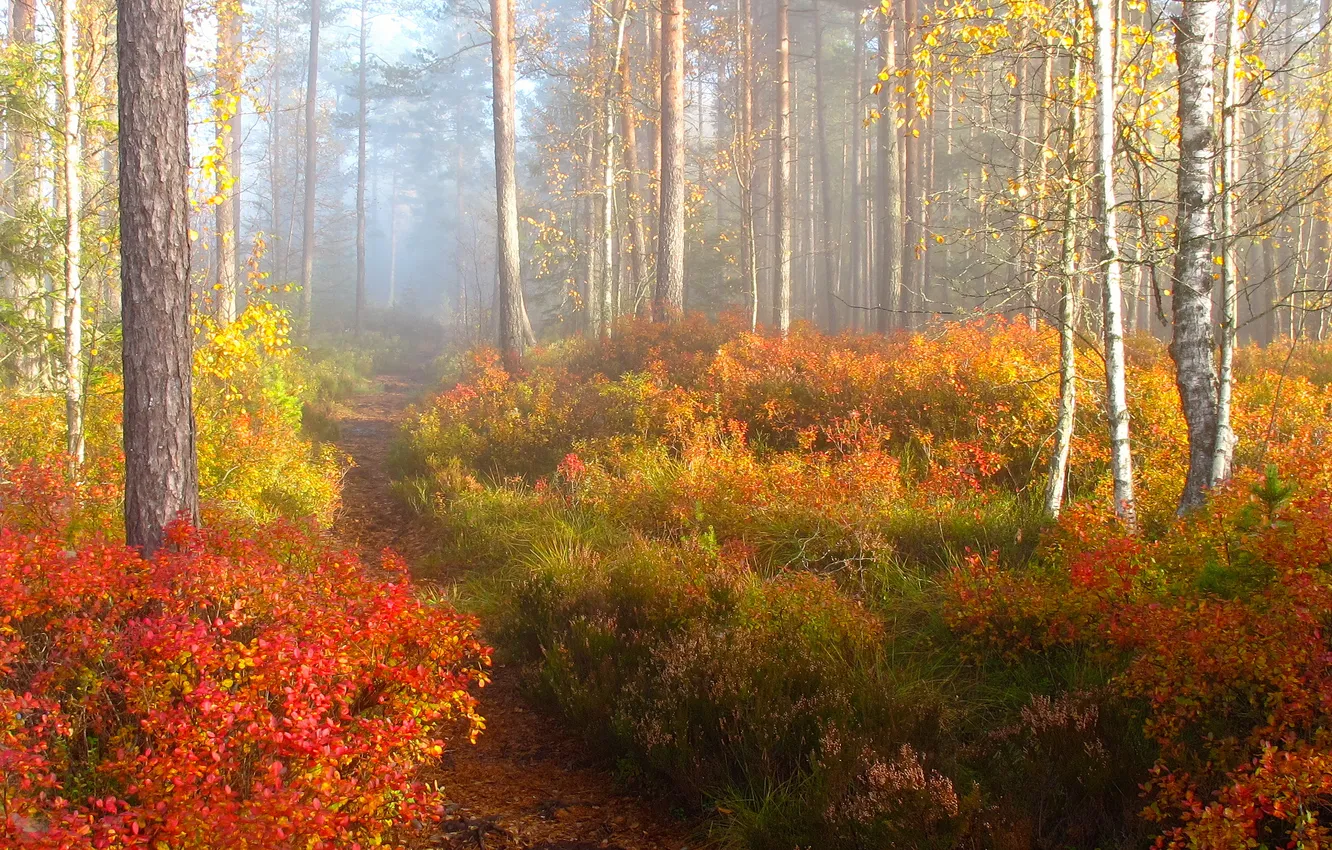 Photo wallpaper autumn, forest, light, trees, branches, nature, fog, thickets