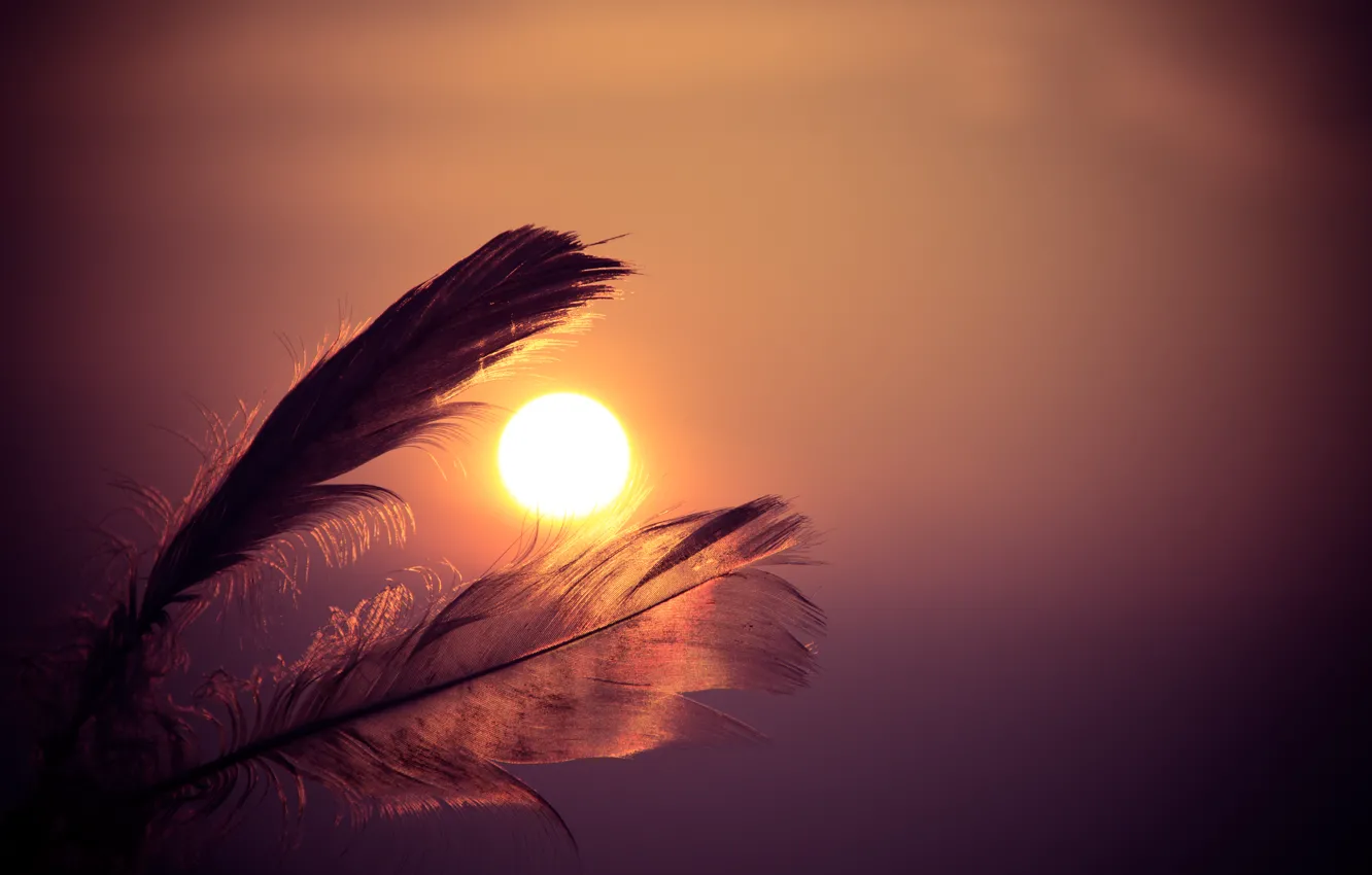 Photo wallpaper dawn, pen, sky, sunset, feathers, sun