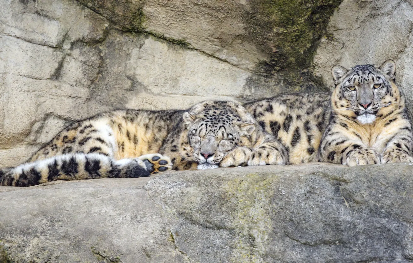 Photo wallpaper pair, lies, snow leopards