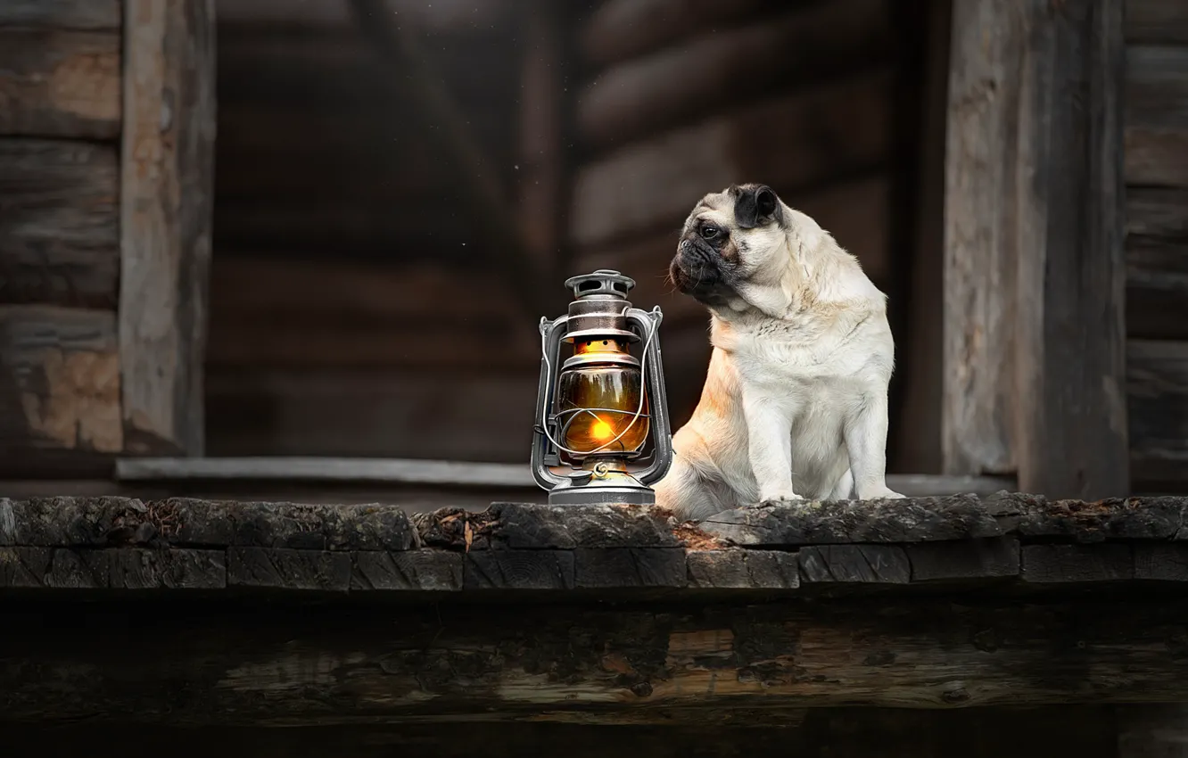 Photo wallpaper dog, lantern, pug, doggie, Svetlana Pisareva
