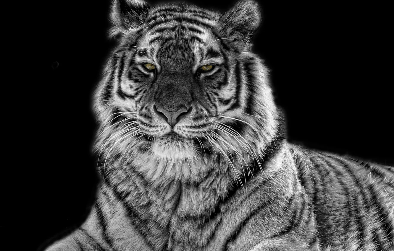 Photo wallpaper eyes, tiger, black and white, predator