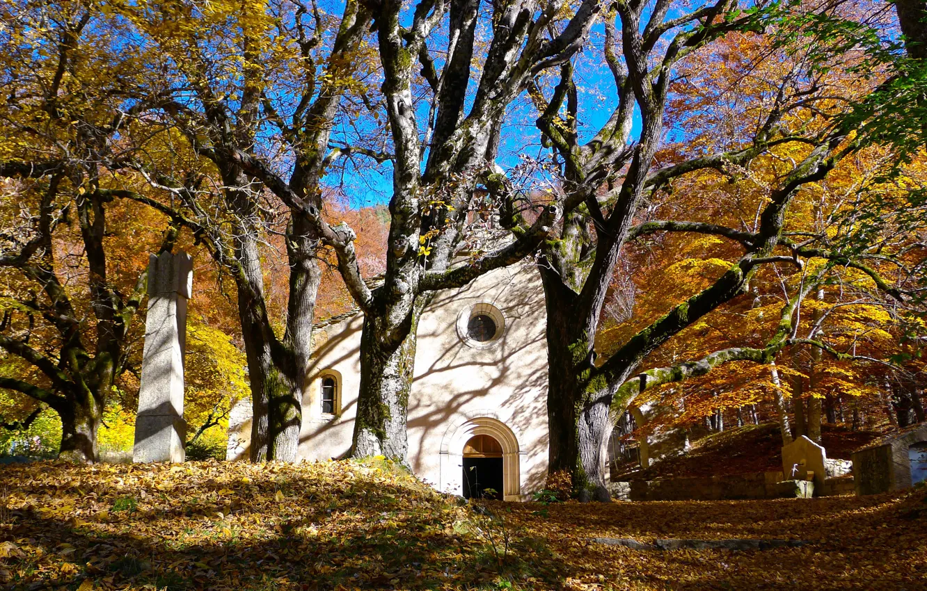 Photo wallpaper autumn, the sky, light, trees, Park, blue, branch, glade
