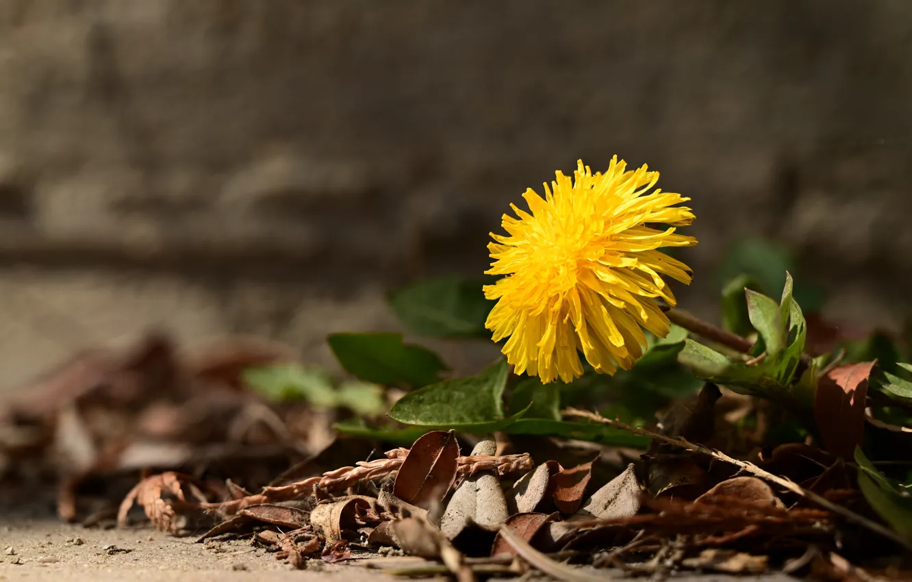 Photo wallpaper flowers, yellow, dandelion