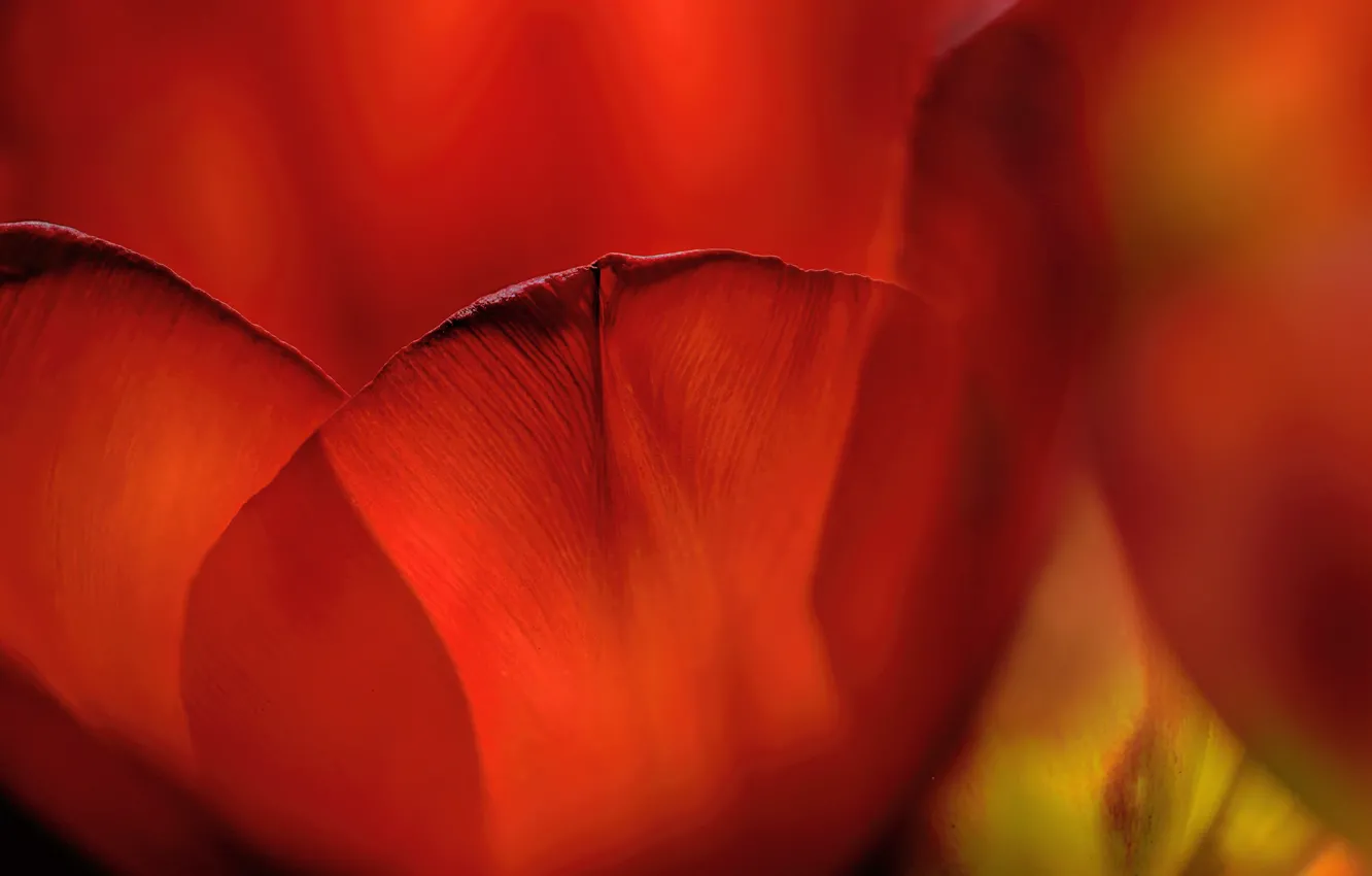 Photo wallpaper flower, macro, Tulip