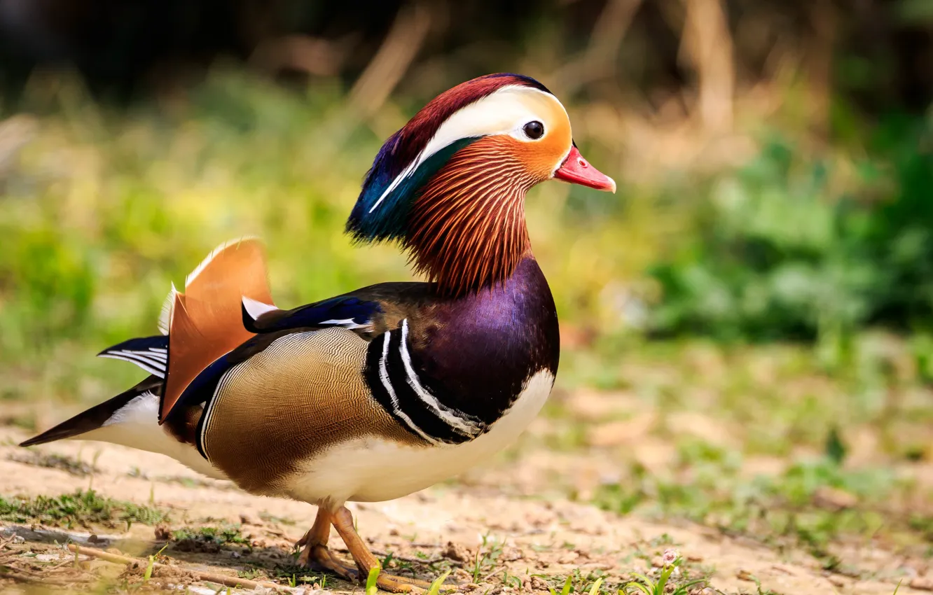 Photo wallpaper background, duck, Mandarin duck