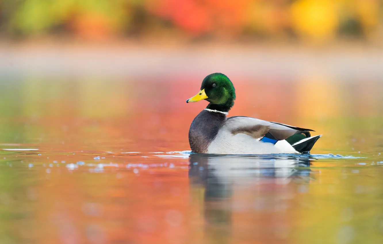 Photo wallpaper water, bird, duck, pond, wild, swimming, colorful background