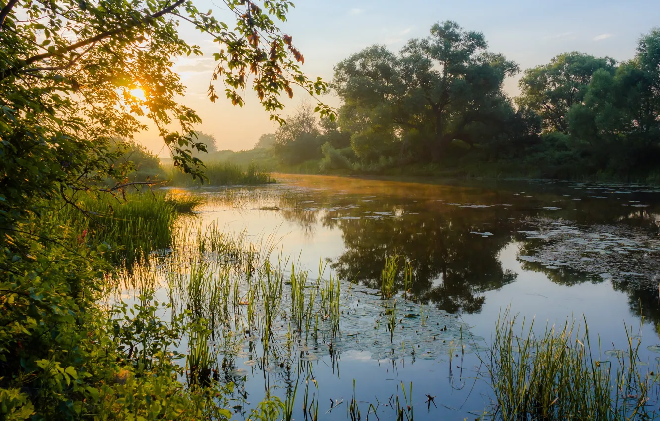 Photo wallpaper shore, morning, pond