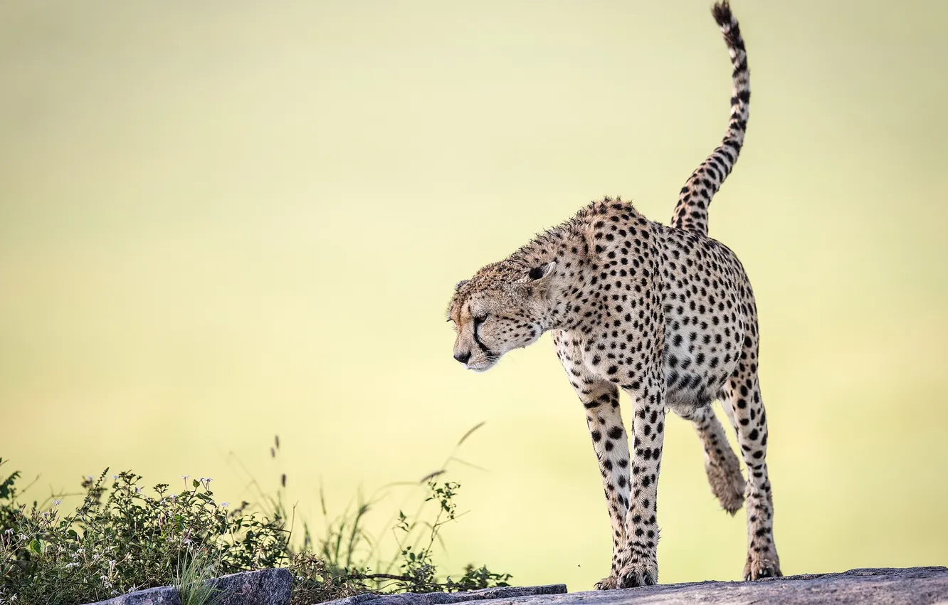 Photo wallpaper nature, background, Cheetah