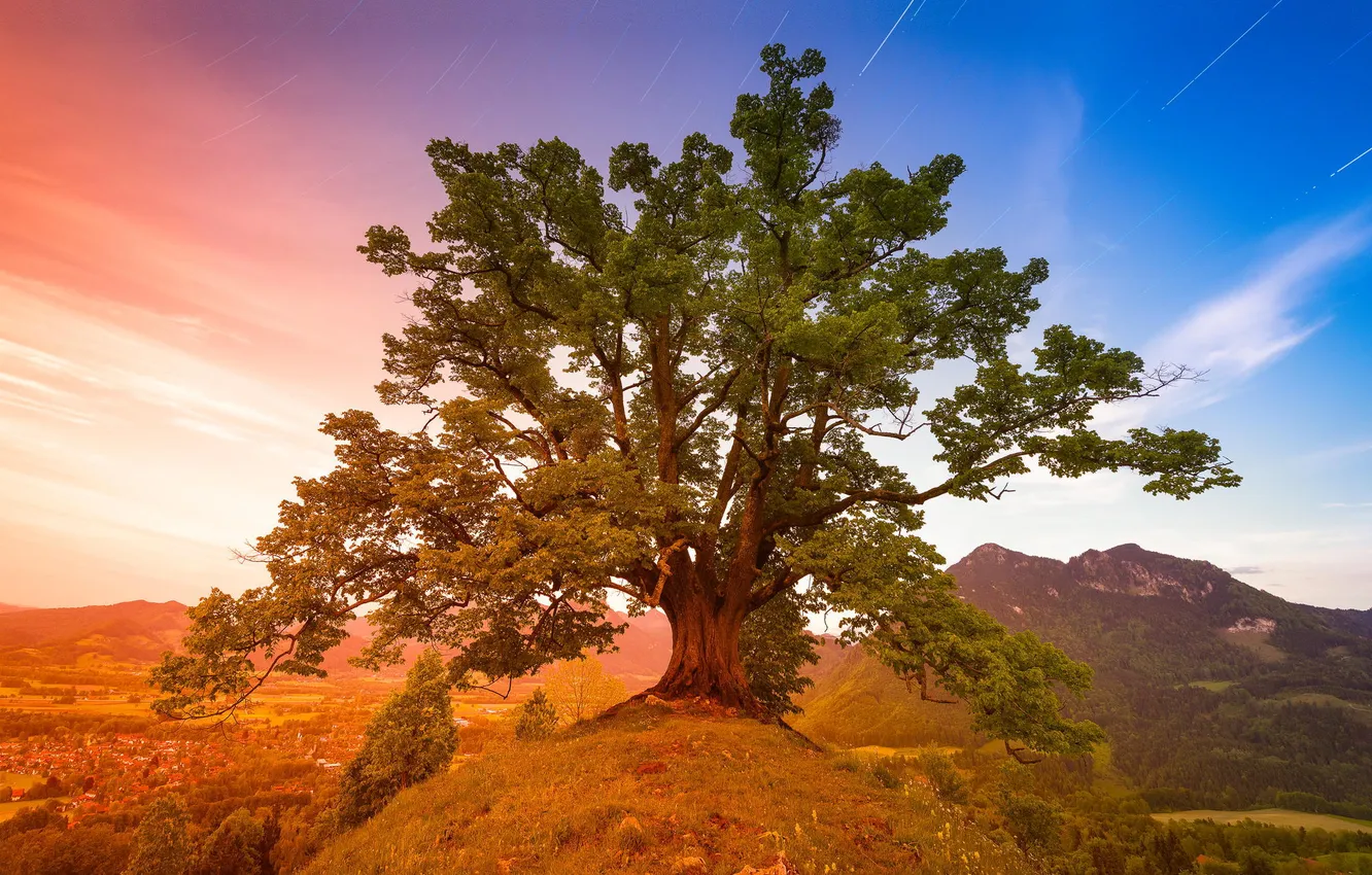 Photo wallpaper trees, landscape, mountains, nature