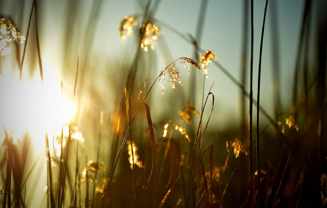 Photo wallpaper grass, the sun, spikelets