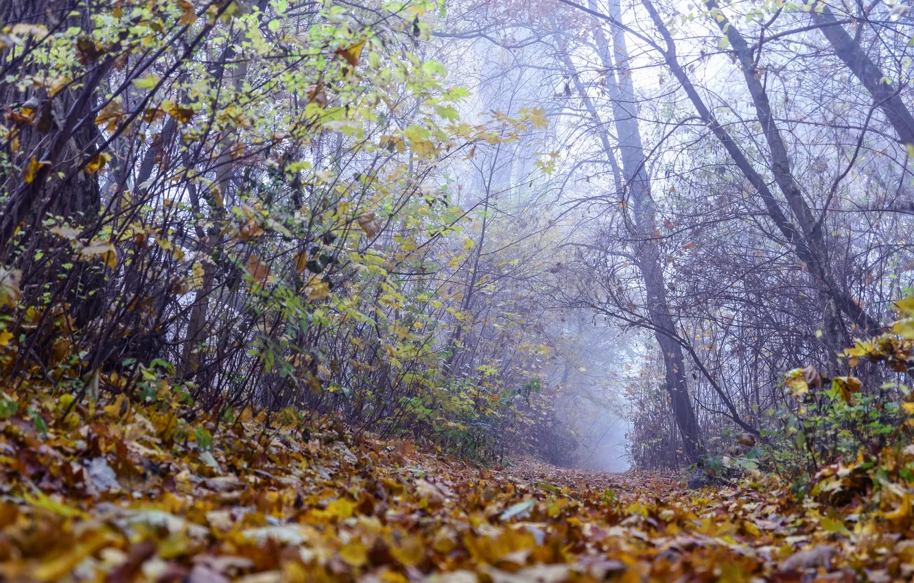 Photo wallpaper autumn, forest, leaves, trees, branches, fog, track