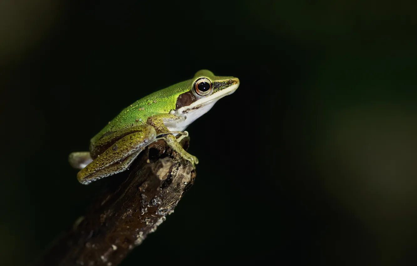 Photo wallpaper nature, background, frog