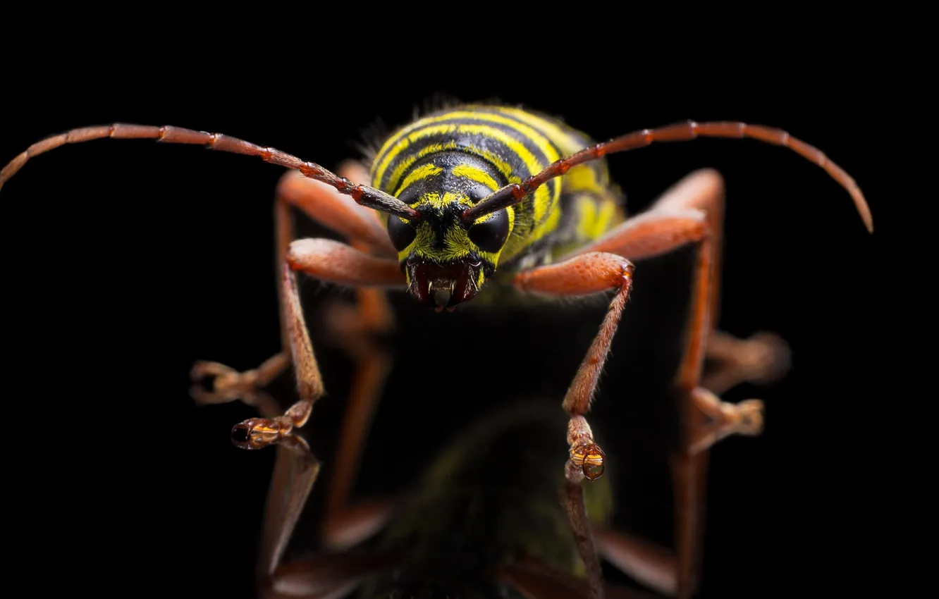 Photo wallpaper insect, Megacyllene caryae, Painted Hickory Borer