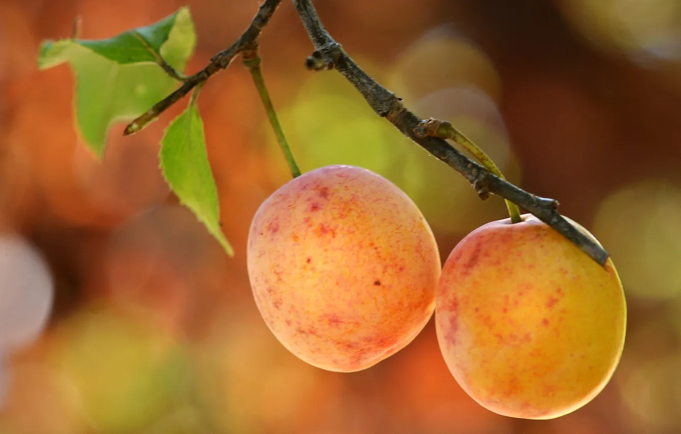 Photo wallpaper macro, branches, berries, fruit, drain