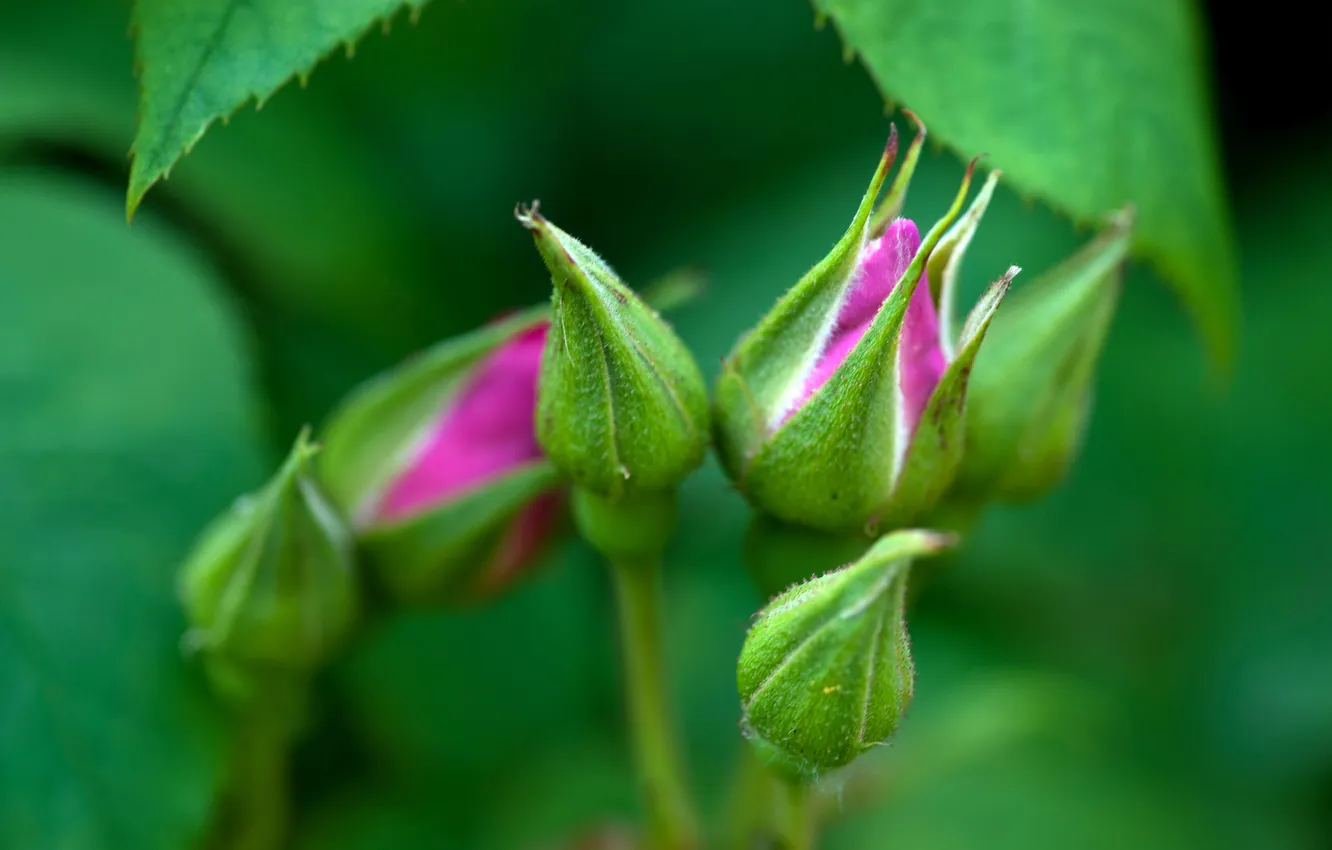 Photo wallpaper macro, green, background, roses, buds