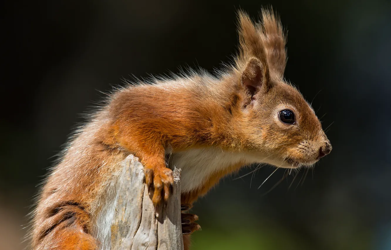 Photo wallpaper pose, the dark background, protein, muzzle