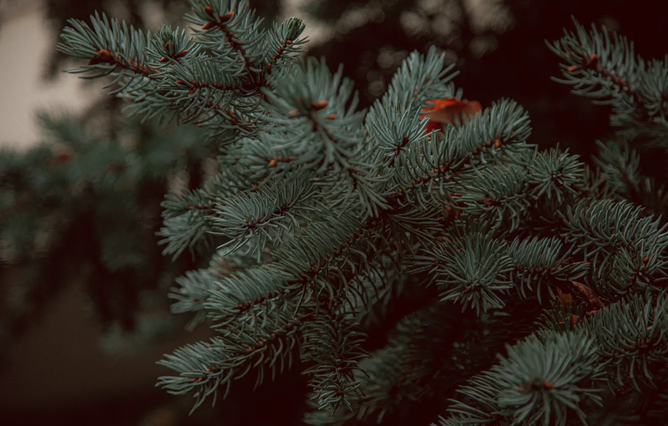 Photo wallpaper winter, greens, spruce, beautiful