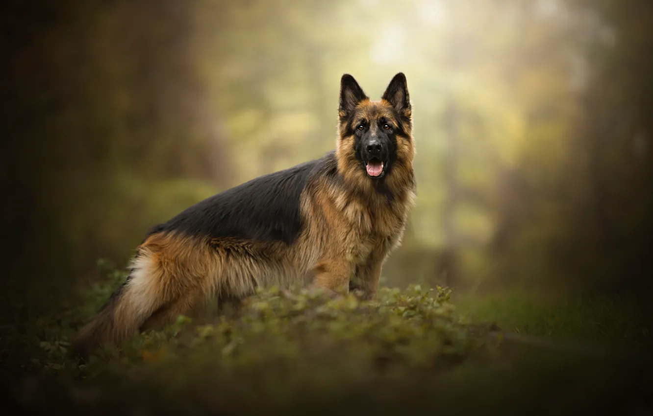 Photo wallpaper dog, shepherd, Gin, Dog Photography