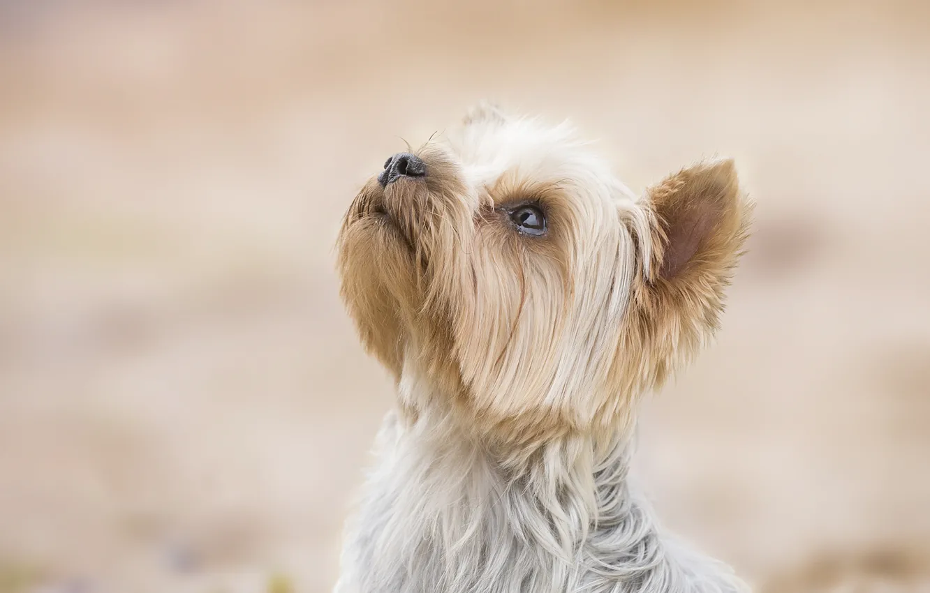 Photo wallpaper background, dog, face, doggie, Yorkshire Terrier