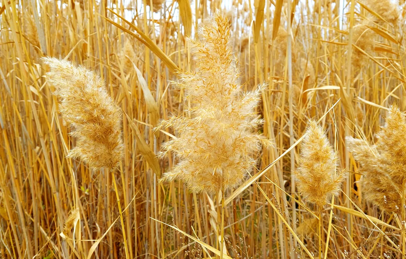Photo wallpaper fluff, reed, fluff, reeds