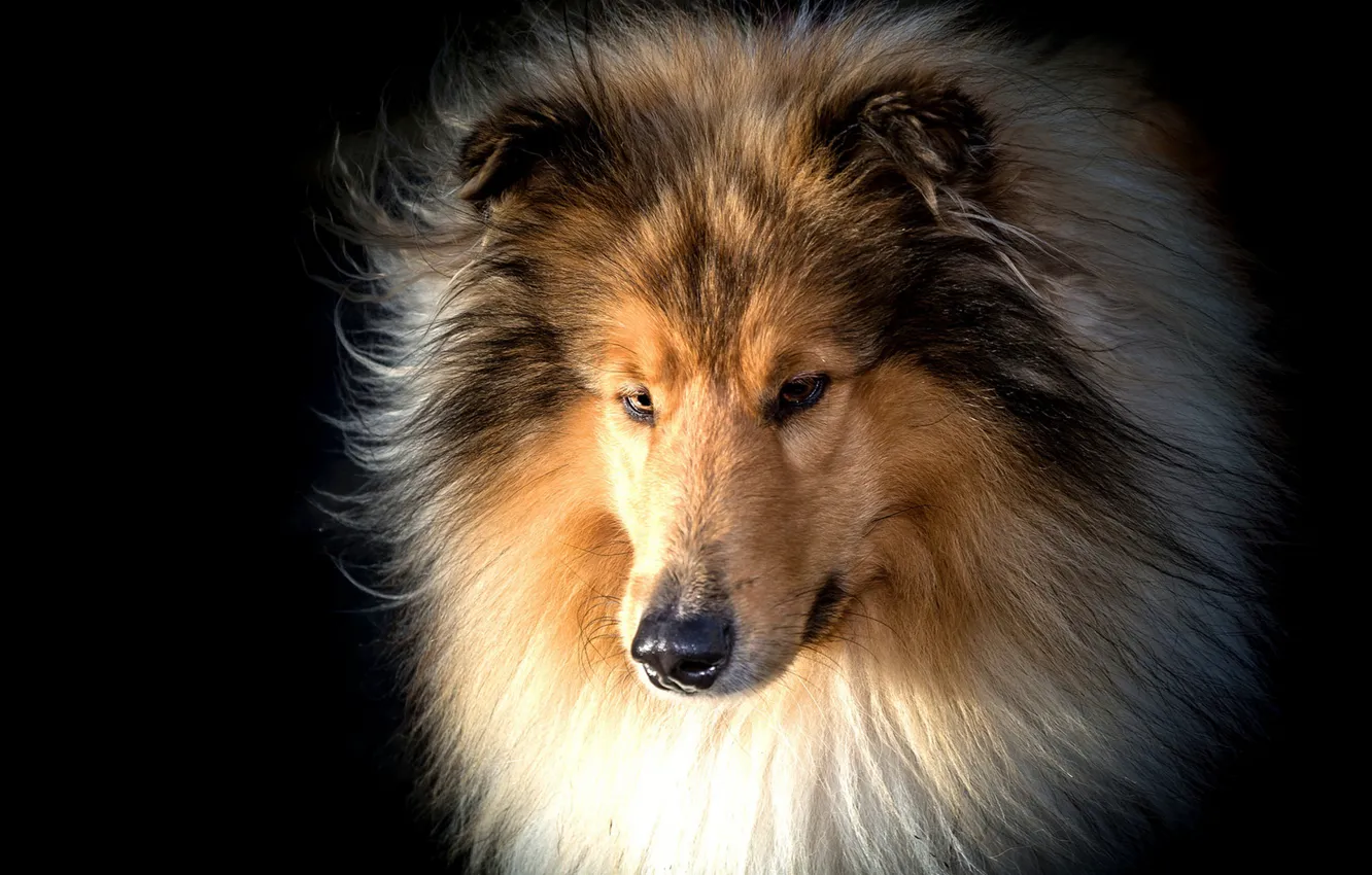 Photo wallpaper face, portrait, dog, wool, black background, Collie