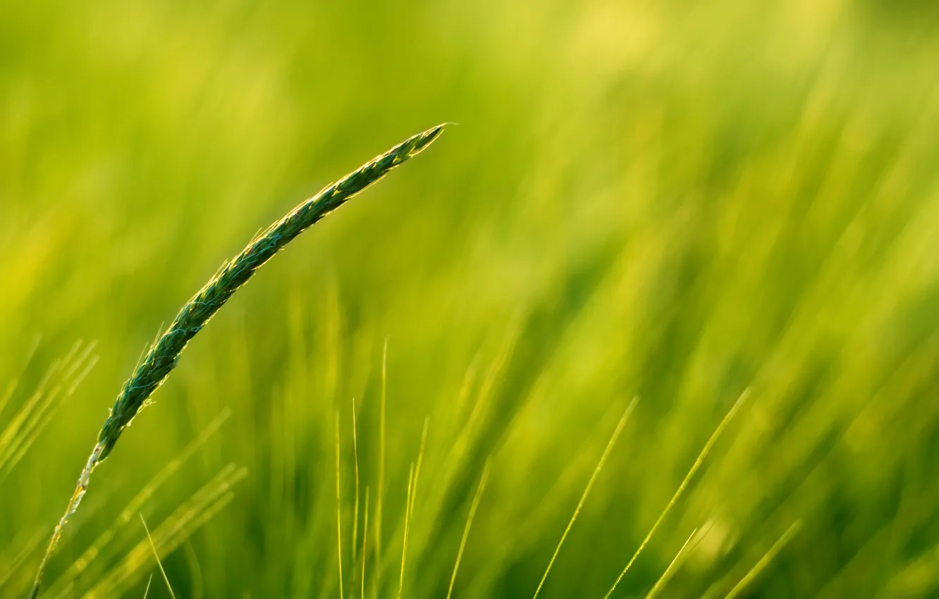 Photo wallpaper greens, field, ears