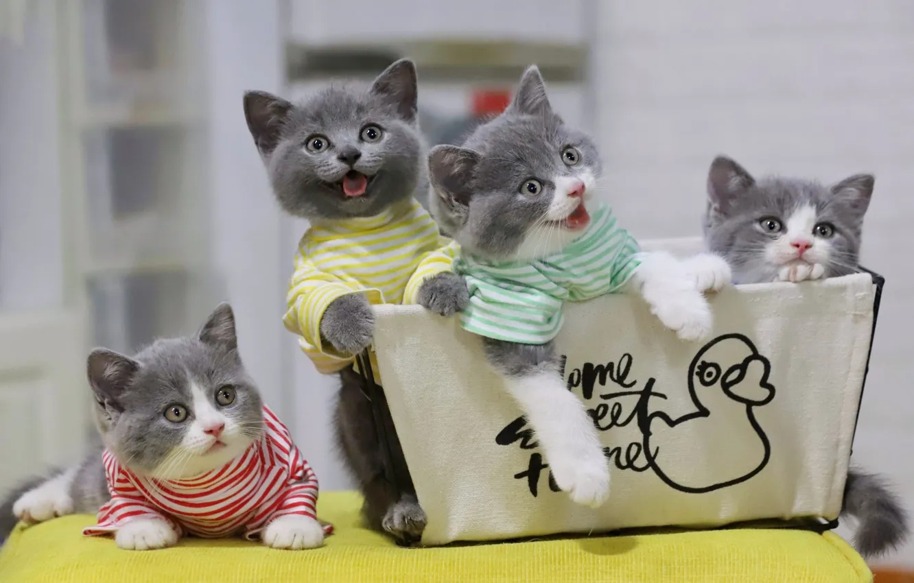 Photo wallpaper cat, look, pose, sweetheart, kitty, face