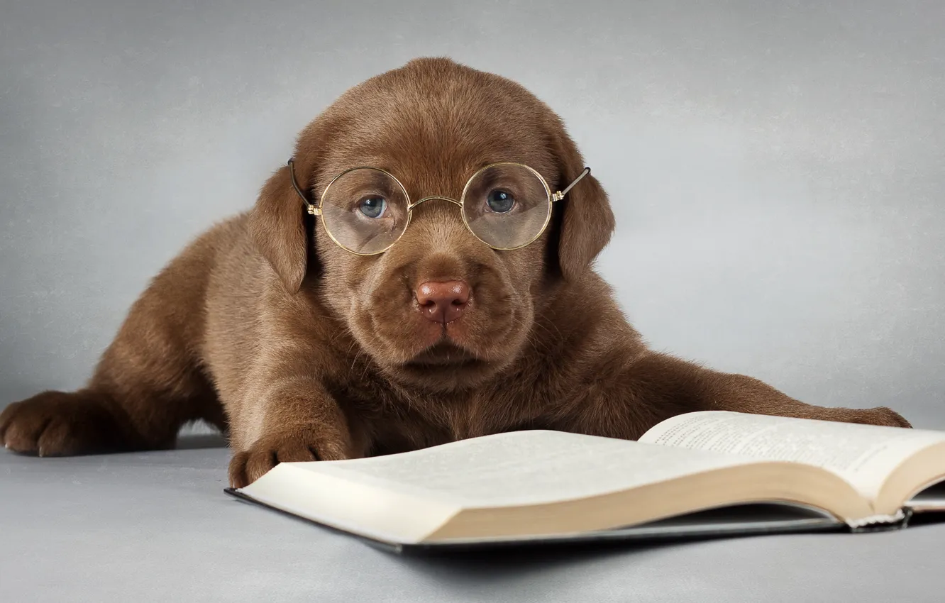 Photo wallpaper each, dog, glasses, book, Labrador