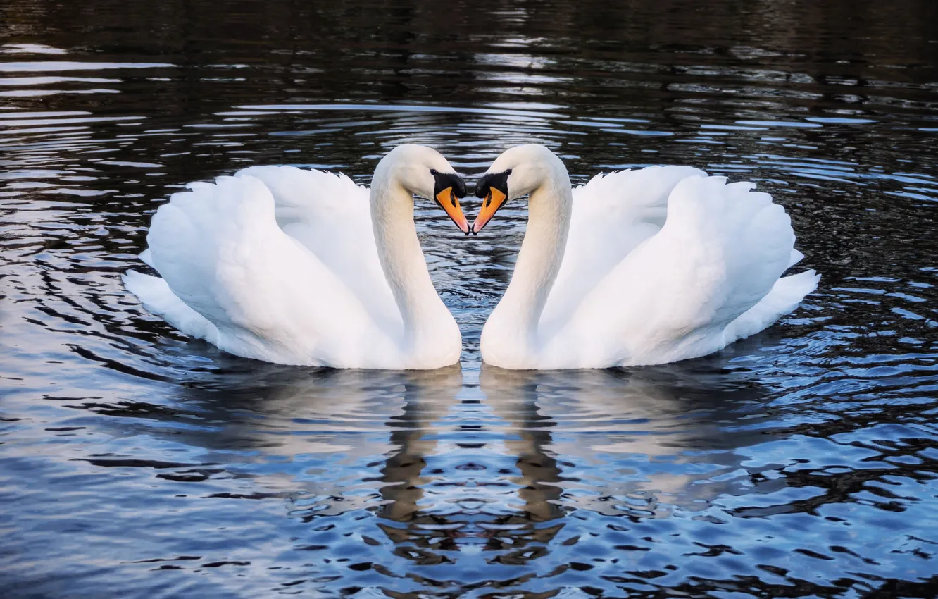 Photo wallpaper pair, white, swans