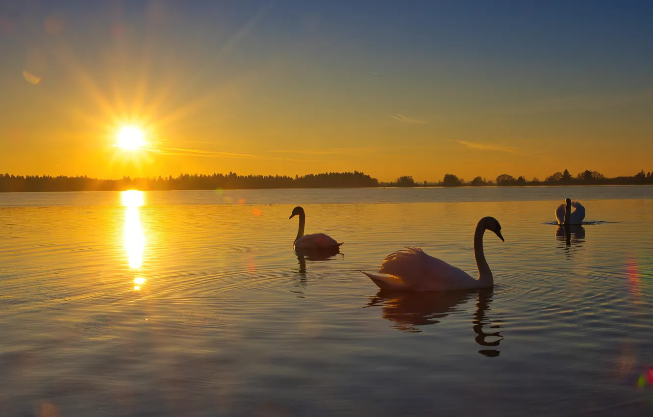 Photo wallpaper sunset, swans, pond