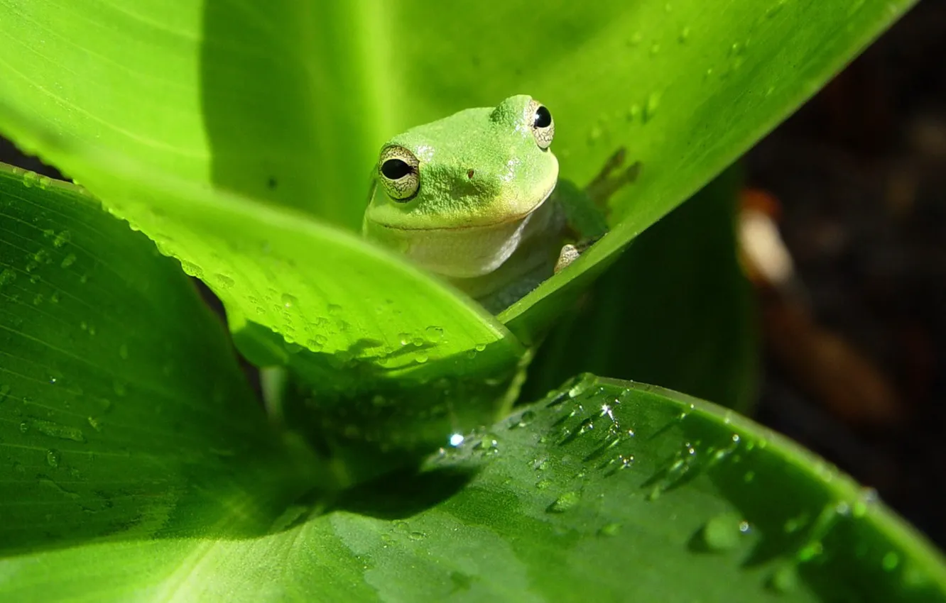 Photo wallpaper leaves, green, frog
