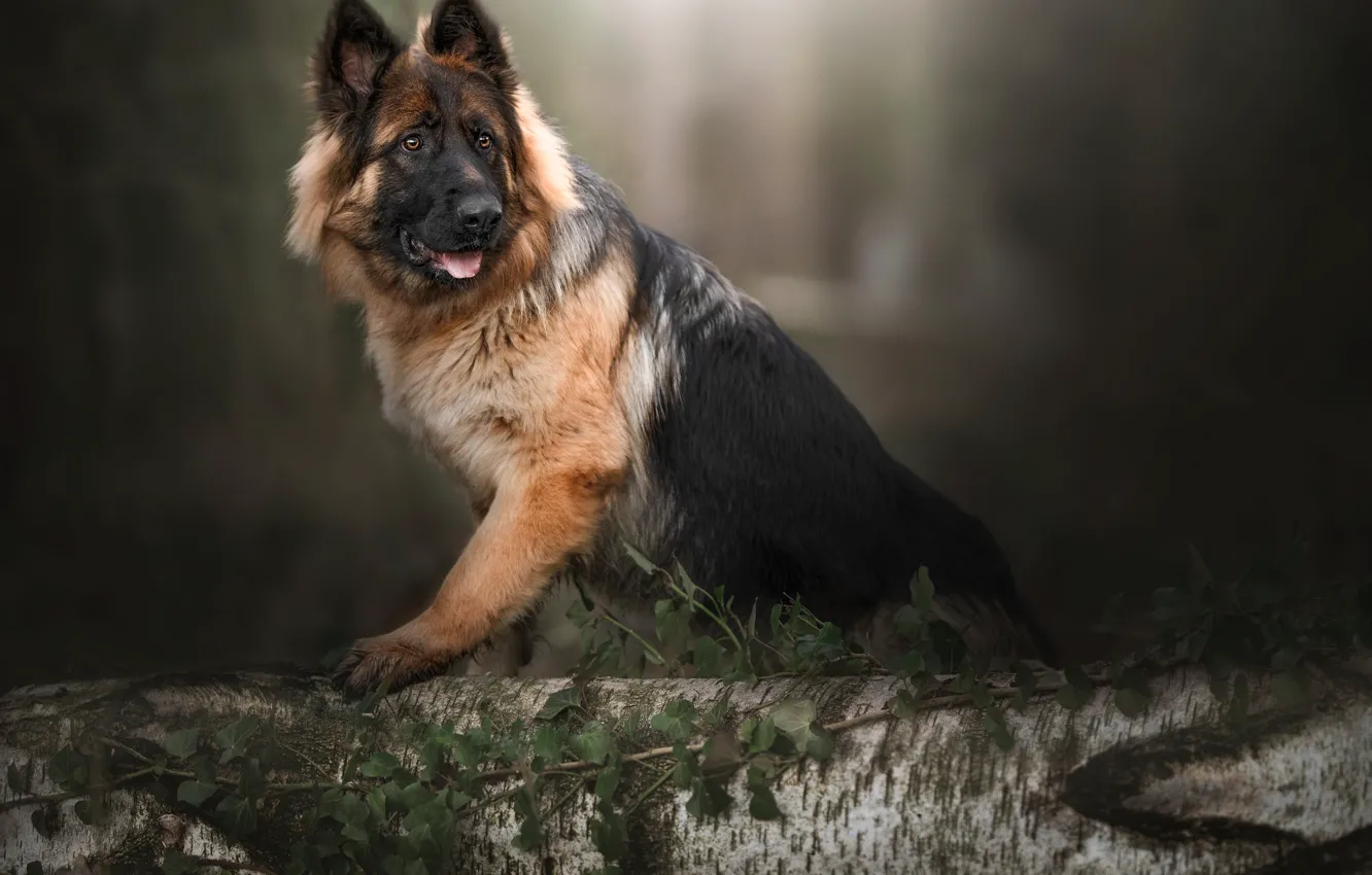 Photo wallpaper background, dog, log, German shepherd