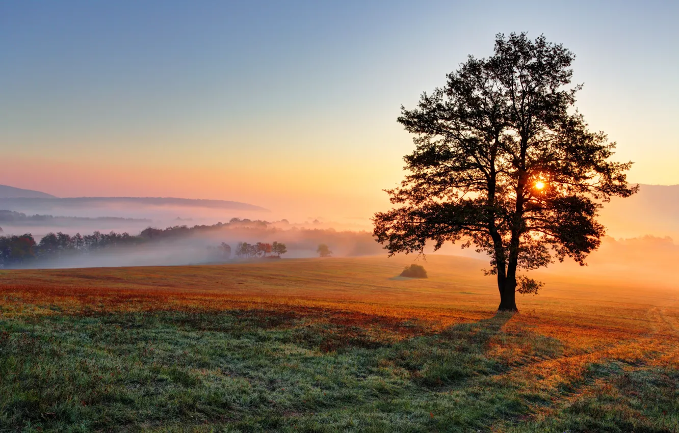 Photo wallpaper field, trees, fog, dawn, hills
