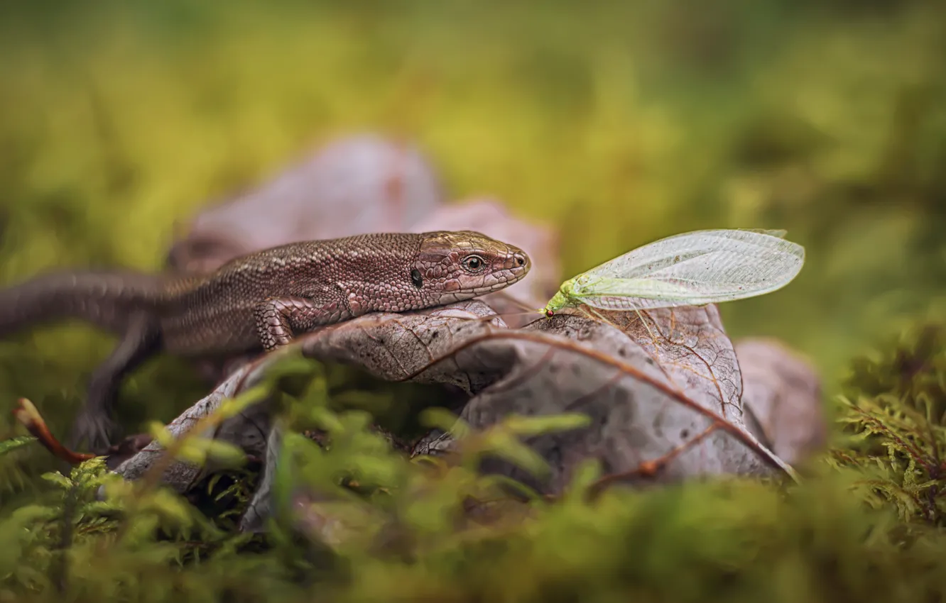 Photo wallpaper autumn, leaves, macro, nature, moss, lizard, insect, zlatovlaska