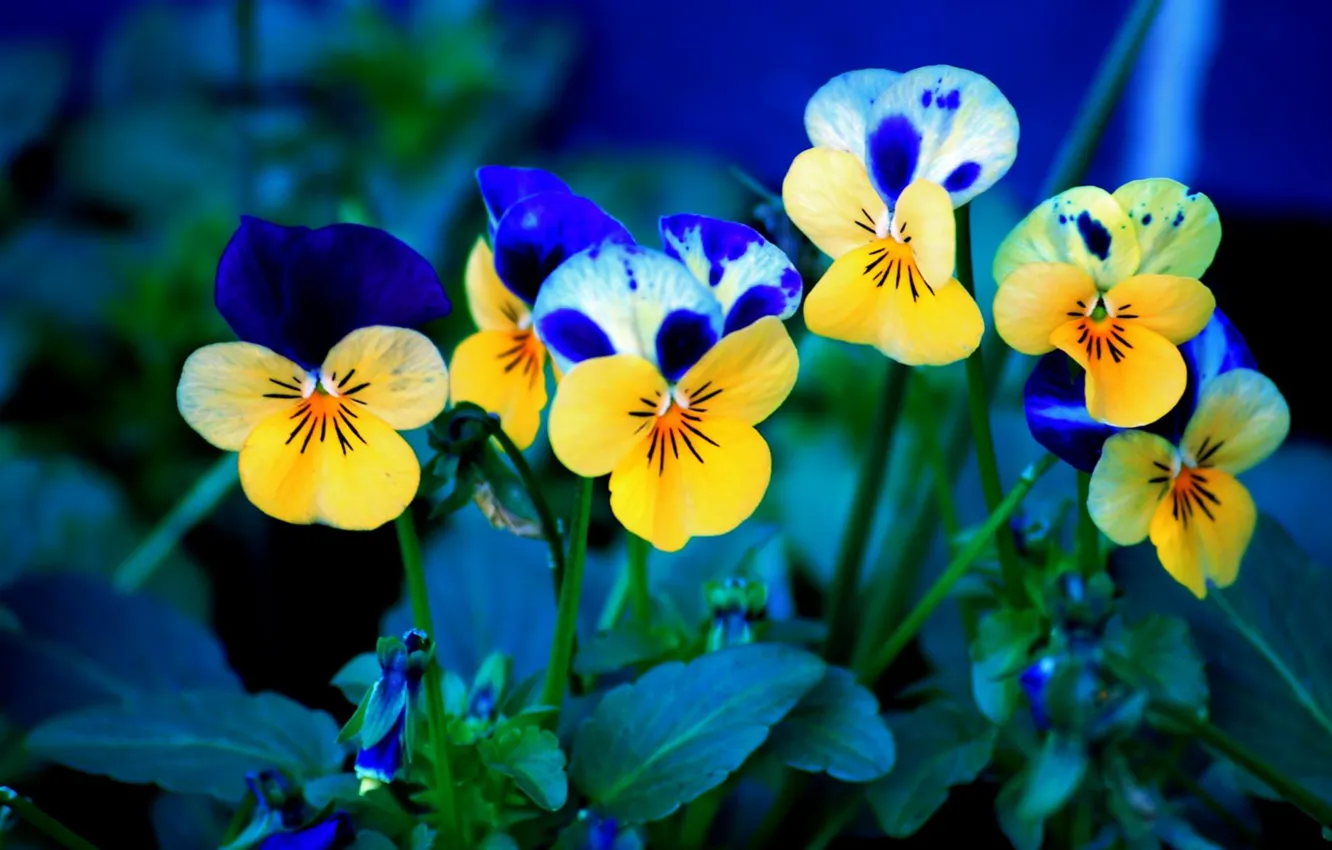 Photo wallpaper flower, blue, beauty
