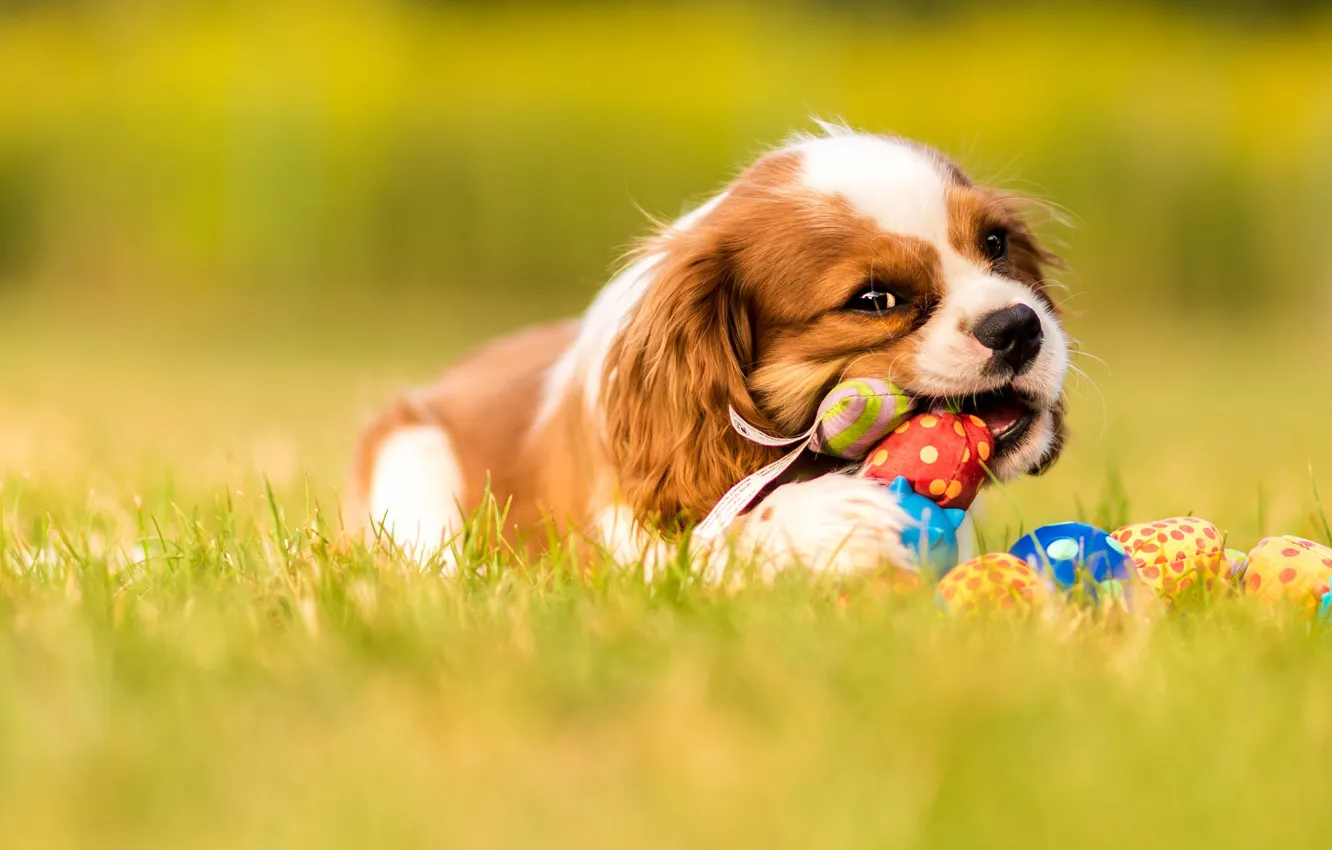 Photo wallpaper grass, look, nature, pose, glade, toy, dog, baby