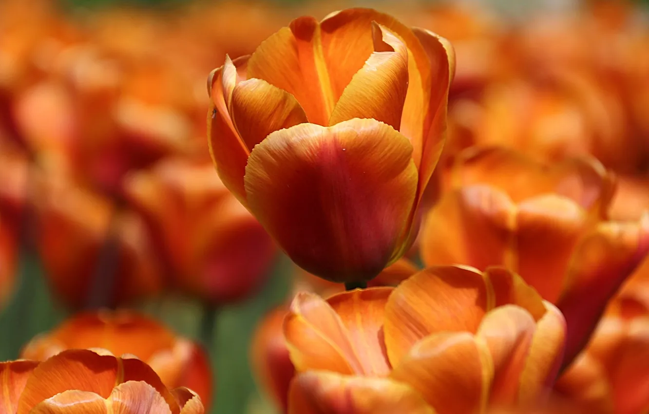 Photo wallpaper petals, tulips, bokeh