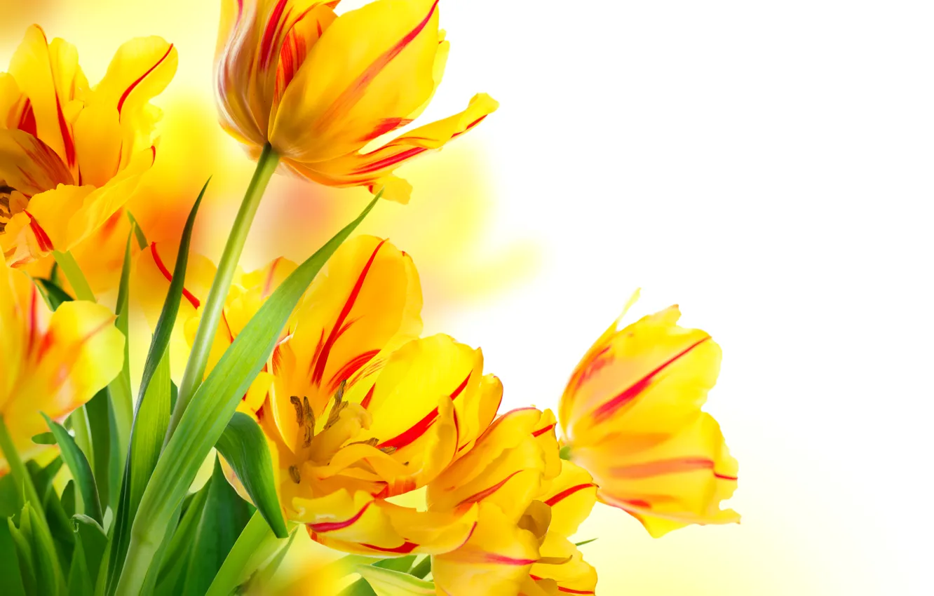 Photo wallpaper bouquet, spring, petals, tulips
