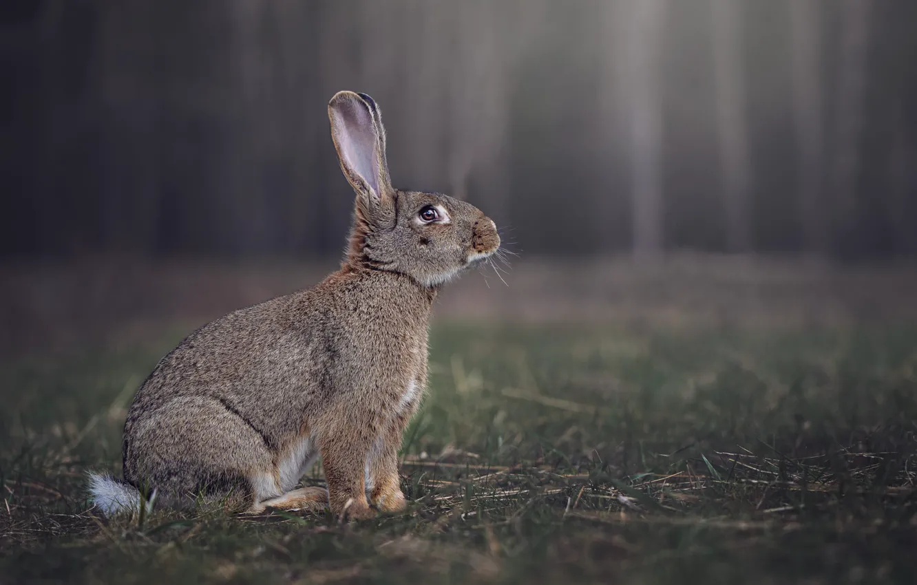 Photo wallpaper look, grey, nature, fog, rabbit, haze, hare, sitting