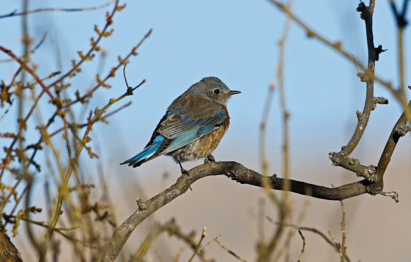 Photo wallpaper branches, bird, female, sialia